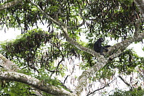 Bonobo (Pan paniscus) in tree, Democratic Republic of the Congo