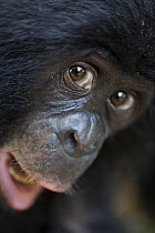 Bonobo (Pan paniscus) orphan, Lola Ya Bonobo Sanctuary, Democratic Republic of the Congo