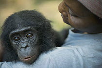 Bonobo (Pan paniscus) surrogate mother with orphan, Lola Ya Bonobo Sanctuary, Democratic Republic of the Congo