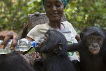Bonobo (Pan paniscus) surrogate mother with orphans, Democratic Republic of the Congo