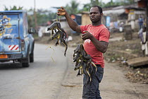 Goliath Frog (Conraua goliath), endangered species being sold for food, Cameroon