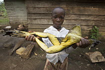 Goliath Frog (Conraua goliath)endangered species hunted for food, Cameroon