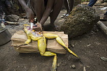 Goliath Frog (Conraua goliath) endangered species butchered for food, Cameroon