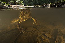 Goliath Frog (Conraua goliath) in river, endangered, Cameroon
