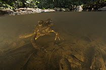Goliath Frog (Conraua goliath) in river, endangered, Cameroon