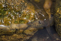 Goliath Frog (Conraua goliath) froglet, endangered, Cameroon