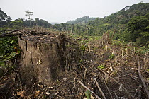 Rainforest clear cut for oil palm plantation, Cameroon