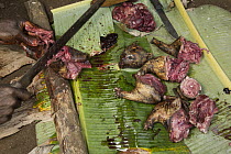 Bushmeat of small cat, locally called chat tigre, Cameroon