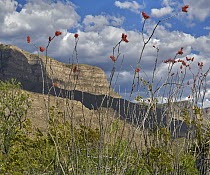 Ocotillo (Fouquieria splendens) and mesa, Lincoln National Forest, Sacramento Mountains, New Mexico