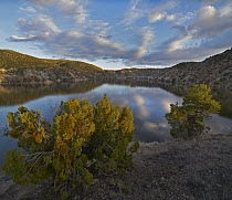 Rocky Mountain Juniper (Juniperus sp) trees at lake, Santa Cruz Lake Recreation Area, New Mexico