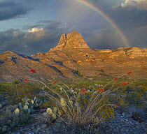 Ocotillo (Fouquieria splendens) with rainbow Gobbler Knob formation, Sacramento Mountains, Lincoln,New Mexico