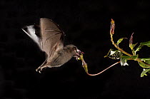 Tube-lipped Nectar Bat (Anoura fistulata) feeding on flower nectar, native to South America