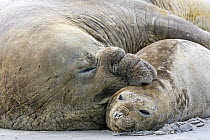 Southern Elephant Seal (Mirounga leonina) pair mating, Sea Lion Island, Falkland Islands