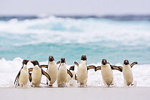 Southern Rockhopper Penguin (Eudyptes chrysocome) group coming ashore, Falkland Islands