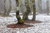 European Beech (Fagus sylvatica) forest with hoarfrost, Vosges, Alsace, France