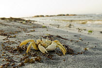 Ghost Crab (Ocypode saratan) on beach, Salalah, Oman