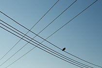 Fan-tailed Raven (Corvus rhipidurus) on powerline, Salalah, Oman