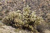 Teddy Bear Cholla (Cylindropuntia bigelovii) cactus in desert, Blue Angels Peak, Sierra de Juarez, Colorado Desert, Sonoran Desert, California