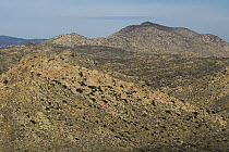 Boulders covering hills in desert, Blue Angels Peak, Sierra de Juarez, Colorado Desert, Sonoran Desert, California
