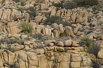 Soaptree Yucca (Yucca elata) in boulders in desert, Blue Angels Peak, Sierra de Juarez, Colorado Desert, Sonoran Desert, California