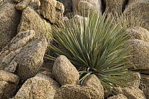 Soaptree Yucca (Yucca elata) in desert, Blue Angels Peak, Sierra de Juarez, Colorado Desert, Sonoran Desert, California