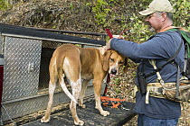 Redtick Coonhound (Canis familiaris) being fitted with tracking collar by houndsman, Troy Collinsworth, during attempt to re-collar a male puma, Santa Cruz Puma Project, Santa Cruz Mountains, Californ...
