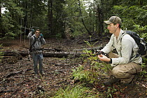 Mountain Lion (Puma concolor) biologists, Sean McCain and Dolan Dillon, using telemetry to track male, Santa Cruz Puma Project, Santa Cruz Mountains, California