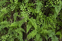 Common Maidenhair Fern (Adiantum aethiopicum), Rock Polypody (Polypodium calirhiza), and Lady Fern (Athyrium filix-femina), Bouverie Preserve, Glen Ellen, California