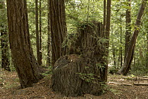 Coast Redwood (Sequoia sempervirens) stump with new growth, Santa Cruz Mountains, California