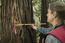 Coast Redwood (Sequoia sempervirens) tree being measured by forester, Nadia Hamey, Santa Cruz Mountains, California