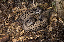 Mountain Lion (Puma concolor) fifteen day old kittens in den, Santa Cruz Puma Project, Santa Cruz Mountains, California