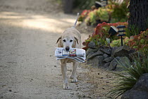 Yellow Labrador Retriever (Canis familiaris) carrying newspaper, Monterey, California
