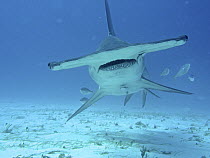 Great Hammerhead Shark (Sphyrna mokarran), Bimini, Bahamas, Caribbean