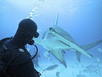 Great Hammerhead Shark (Sphyrna mokarran) and diver, Bimini, Bahamas, Caribbean