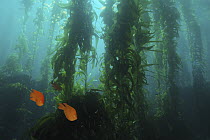 Garibaldi (Hypsypops rubicundus) pair in Giant Kelp (Macrocystis pyrifera) forest, California