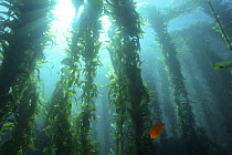 Garibaldi (Hypsypops rubicundus) in Giant Kelp (Macrocystis pyrifera) forest, California