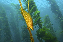 Giant Kelpfish (Heterostichus rostratus) seeking shelter in Giant Kelp (Macrocystis pyrifera) stipes, California