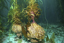 Giant Kelp (Macrocystis pyrifera) holdfasts, California