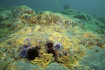 Brittle Star (Ophiothrix spiculata) group and Purple Sea Urchins (Strongylocentrotus purpuratus), California