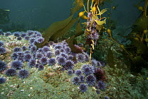 Purple Sea Urchin (Strongylocentrotus purpuratus) group feeding on Giant Kelp (Macrocystis pyrifera), creating urchin barren, California