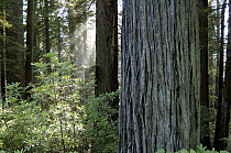 Coast Redwood (Sequoia sempervirens) trees near Brookings, Oregon