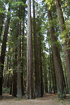 Coast Redwood (Sequoia sempervirens) forest near Humboldt Redwoods State Park, California