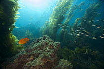 Garibaldi (Hypsypops rubicundus) and Pacific Jack Mackerel (Trachurus symmetricus) school in Giant Kelp (Macrocystis pyrifera) forest, Catalina Island, California