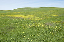 Heermann's Tarweed (Holocarpha heermannii) flowering on hillside, California
