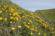 California Poppy (Eschscholzia californica) flowering on hillside, California