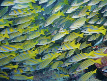 Blue-and-gold Snapper (Lutjanus viridis) school, Cocos Island National Park, Costa Rica