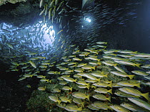 Blue-and-gold Snapper (Lutjanus viridis) school in underwater arch, Cocos Island National Park, Costa Rica