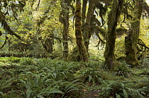 Temperate rainforest, Hoh Rainforest, Olympic National Park, Washington