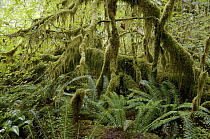 Temperate rainforest, Hoh Rainforest, Olympic National Park, Washington