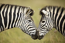 Burchell's Zebra (Equus burchellii) pair nuzzling, Rietvlei Nature Reserve, South Africa